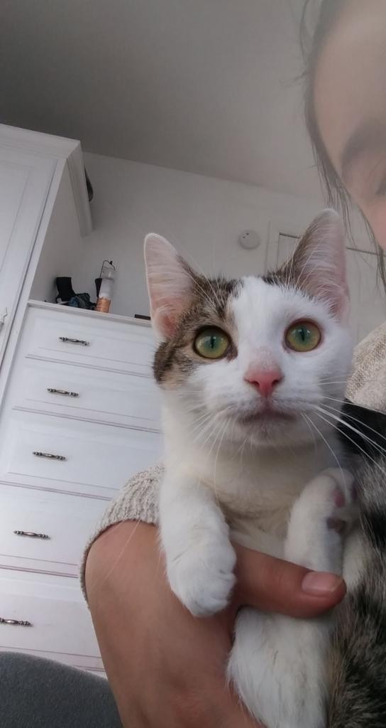 Adopt Daisy A Calico Or Dilute Calico Domestic Shorthair ...