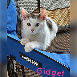 Photo of Gidget