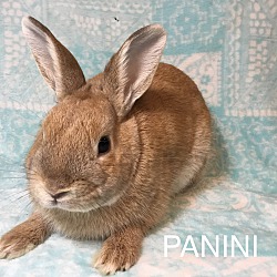 Photo of Panini