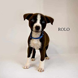 Photo of Rolo