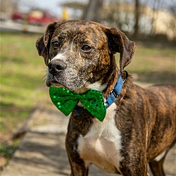 Photo of Max - $25 Adoption Fee Special