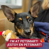 adopt a pet