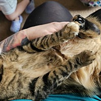 adopt a pet