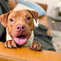 adopt a pet