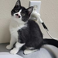 adopt a pet