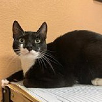 adopt-pet