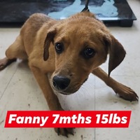 adopt a pet