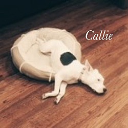 Thumbnail photo of Callie (courtesy listing) #3