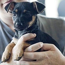 Thumbnail photo of Versace - Chanel pup #2
