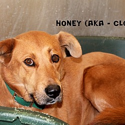 Thumbnail photo of Honey/Clover #1