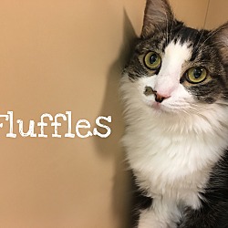 Thumbnail photo of Fluffles #1