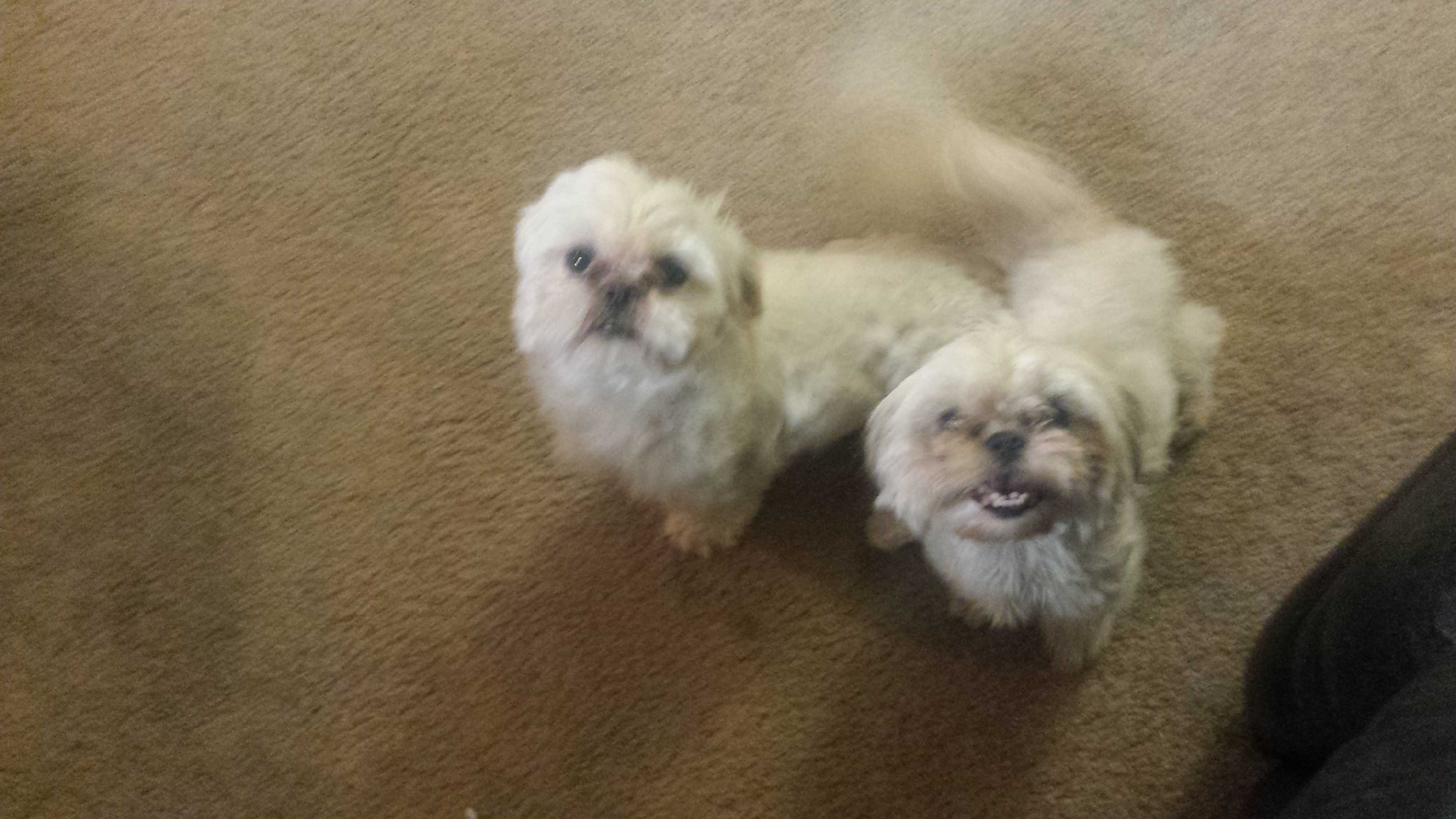 California Shih Tzu 04 - vj3j84q