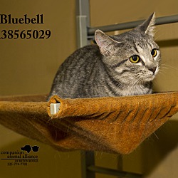 Thumbnail photo of Bluebell (In a Foster Home) #2