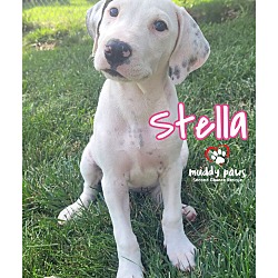 Thumbnail photo of Beagle Litter: Stella #2
