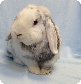 lop bunny adoption