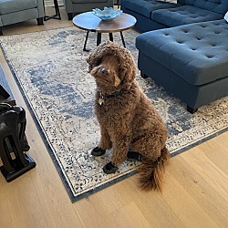 Labradoodles rescue near me discount