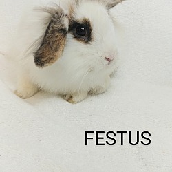 Thumbnail photo of Festus #2