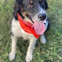 adopt-pet