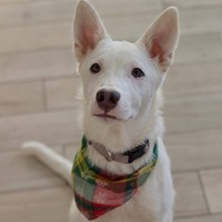 adopt-pet