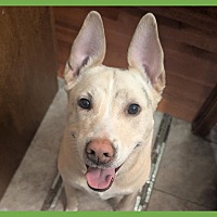 adopt a pet
