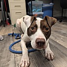 Adopt A Pet :: Rally - Lancaster, OH
