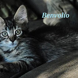 Thumbnail photo of Benvolio - Adopted July 2016 #2