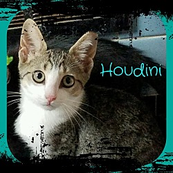 Thumbnail photo of Houdini #1