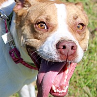Home - Companion Pet Rescue & Transport
