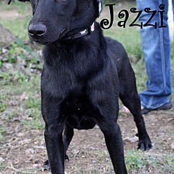 Thumbnail photo of Jazzi ~ adopted! #3