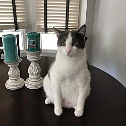 Stray Paws Rescue in Lake st louis, Missouri