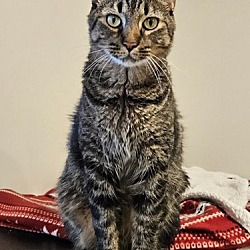 Photo of Snickers - Petsmart Foster Home