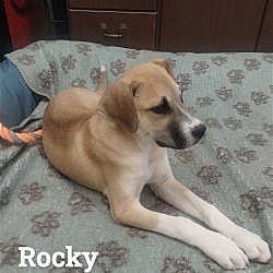 Thumbnail photo of Rocky #4