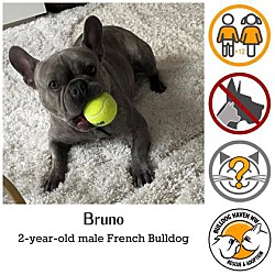 Photo of Bruno - pending