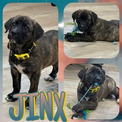 Photo of JINX