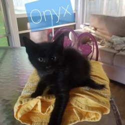 Photo of Onyx P