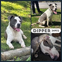 Thumbnail photo of Dipper #1