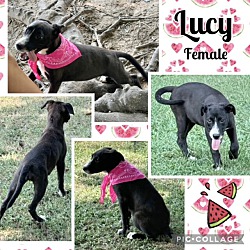 Photo of Lucy