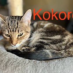 Thumbnail photo of Kokoro #3