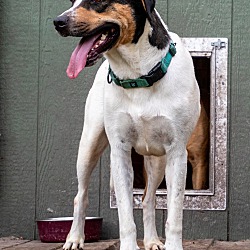 bonded pet photo