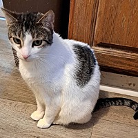 adopt a pet