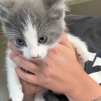 adopt-pet