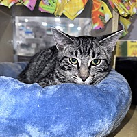 adopt-pet