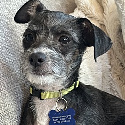 Photo of Chase - Adorable Terrier Pup