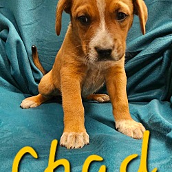 Thumbnail photo of Chad #4