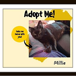 Thumbnail photo of Millie & Oliver Bonded Pair #1