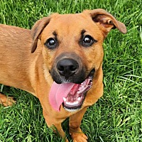 adopt a pet