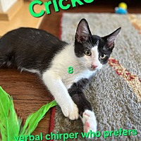 adopt a pet