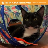 adopt a pet