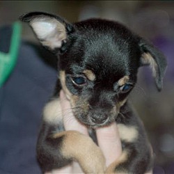Thumbnail photo of Cosmo - Dahlia Pup #1