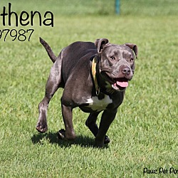 Thumbnail photo of Athena #4
